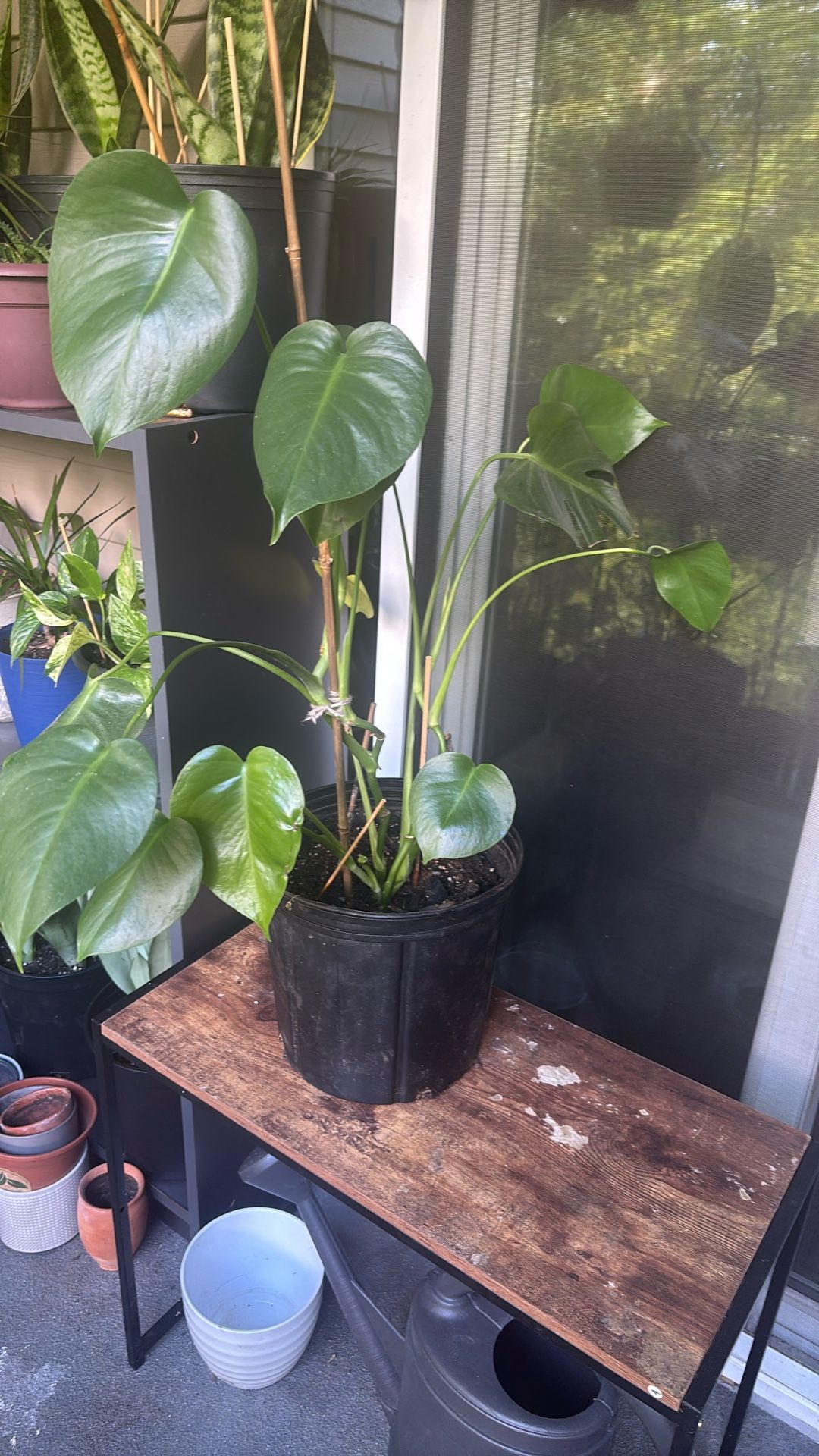 Monstera