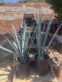 Tequilana Agaves – 5 Gallon – Only $15 Each! 🌵