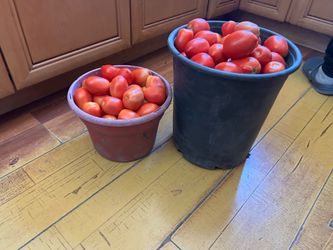 Organic tomatoes