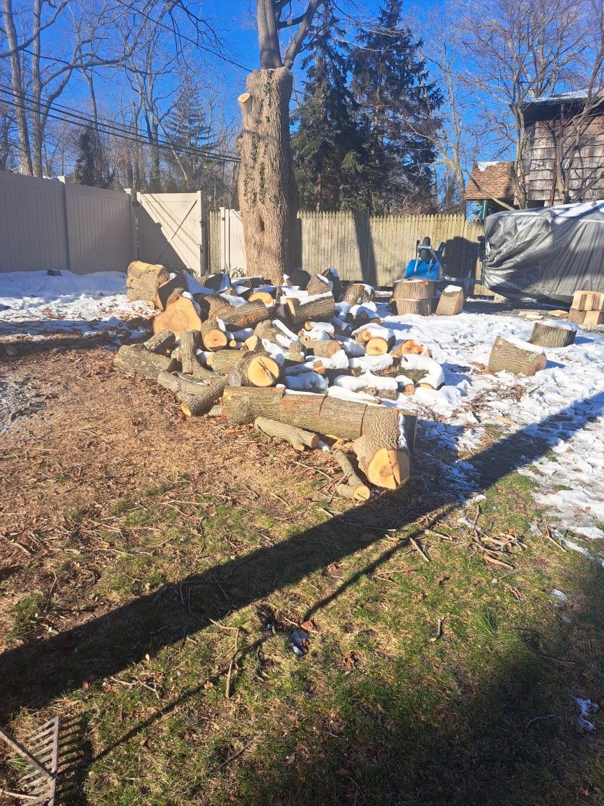 Free Firewood (Maple)