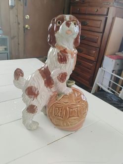 Cavalier King Charles Spaniel