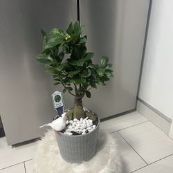 Bonsai Tree