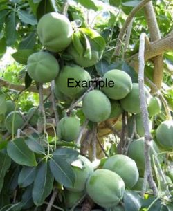 Árboles de sapote blanco