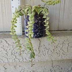 Bolero Bicolor Lipstick Plant