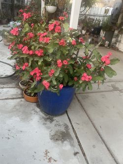 Red color plants