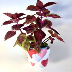 Custom-grown Coleus in Heart Pot