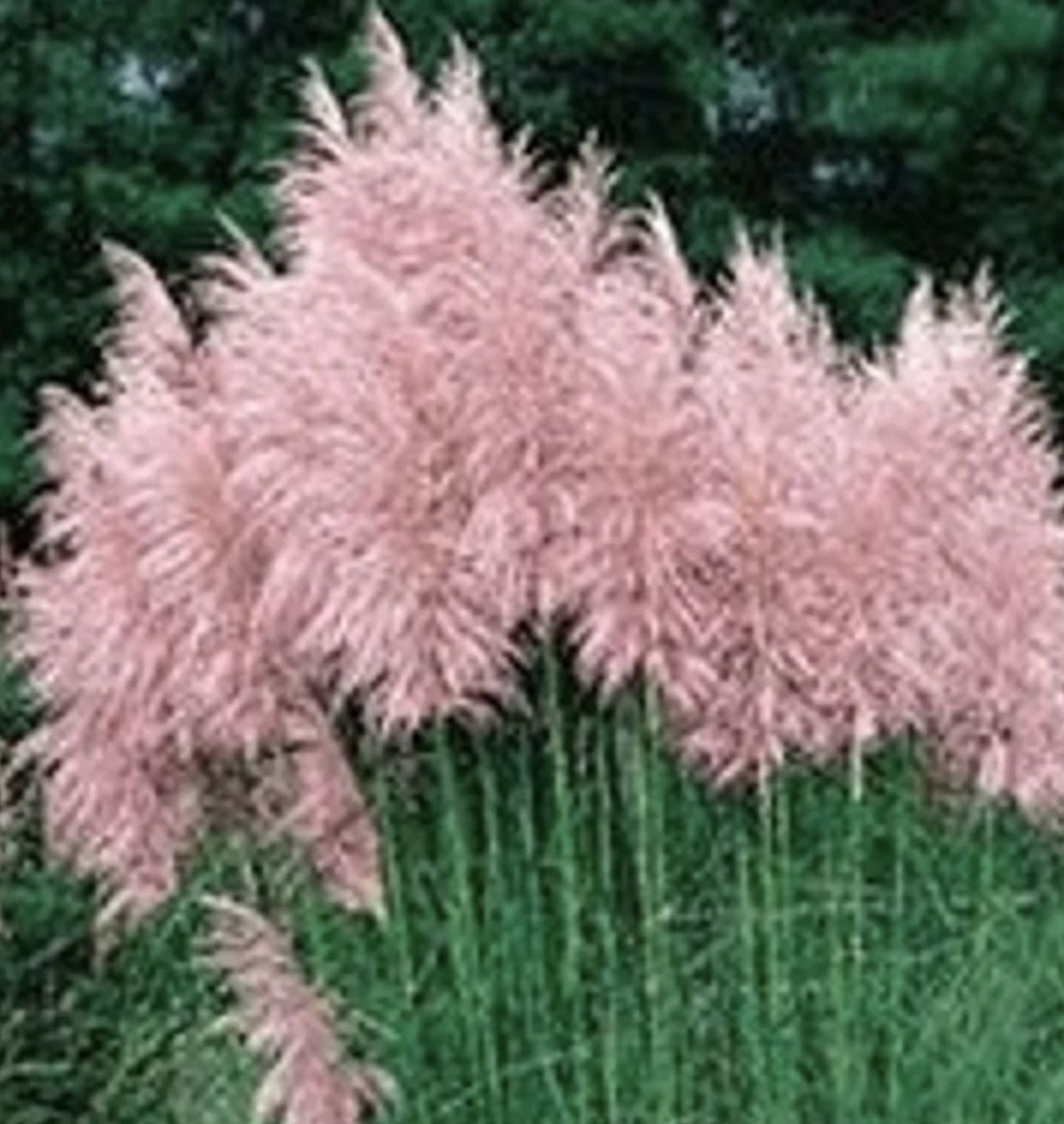 Pink Pampas Grass Plug Lot Of 10 Plants.