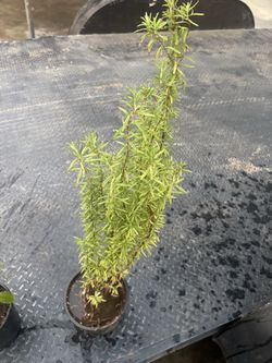 Planta de romero