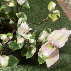 Blushing Bride Plant