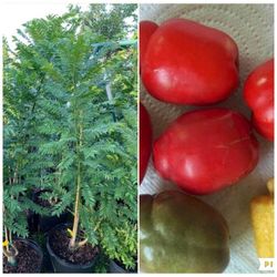 Hog Plum Trees 3gal Arboles De Jocote En 3gal 