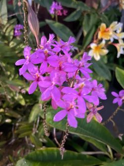 purple orchid