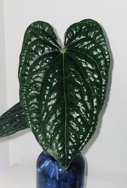 Anthurium - Luxurians 🪩
