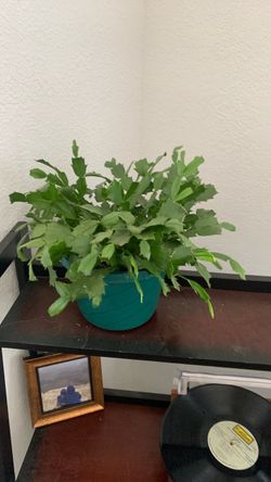 Indoor/outdoor plants