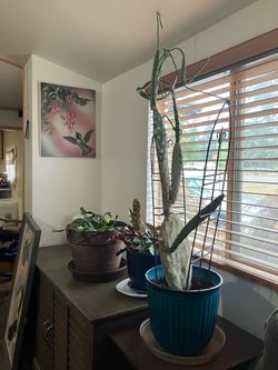 3 plants