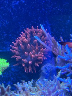 Rose Bubble Tip Anemone