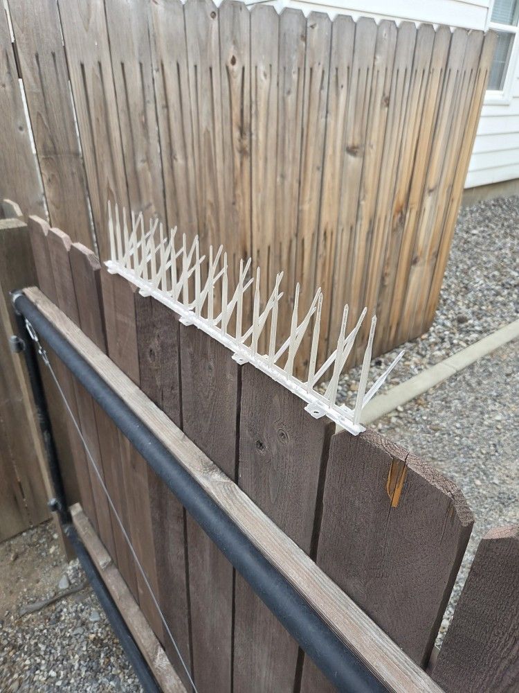 Bird Spikes (South Hill)