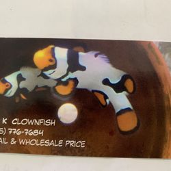 Clownfish Fake Ornaments 