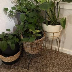 Plant 4 Sale (Moving)