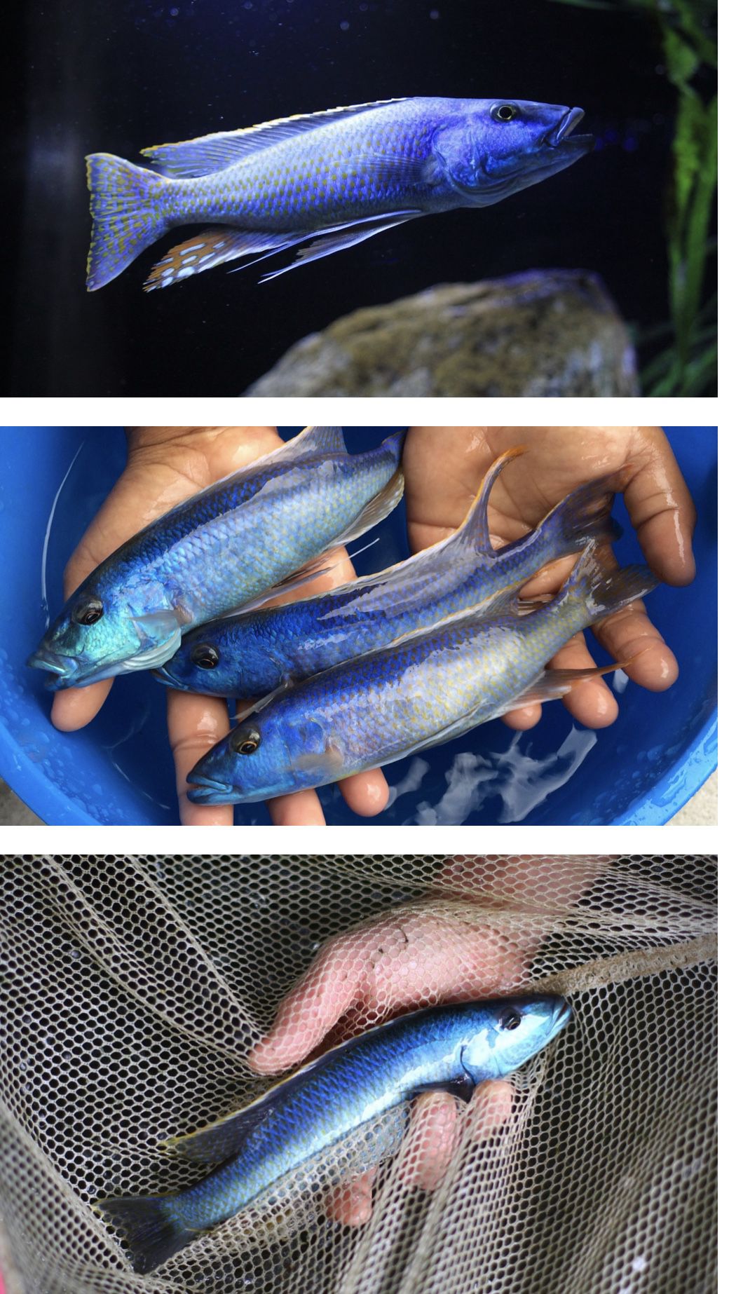 Malawi trout (Champsochromis) 3”