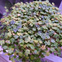 Frogs Feet Vining Plant