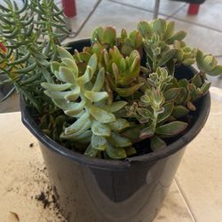 Succulents Plants 