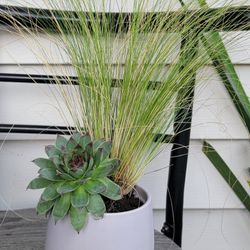 Beautiful Gift Idea: Live Plants In A Ceramic Pot 