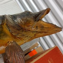 24" Fish Mount Decor 