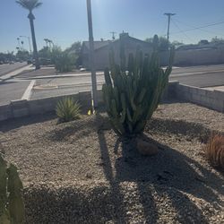 Cactus For Sale