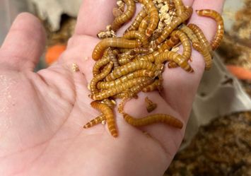 Live mealworms