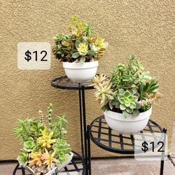 Fresh Succulent Arrangements