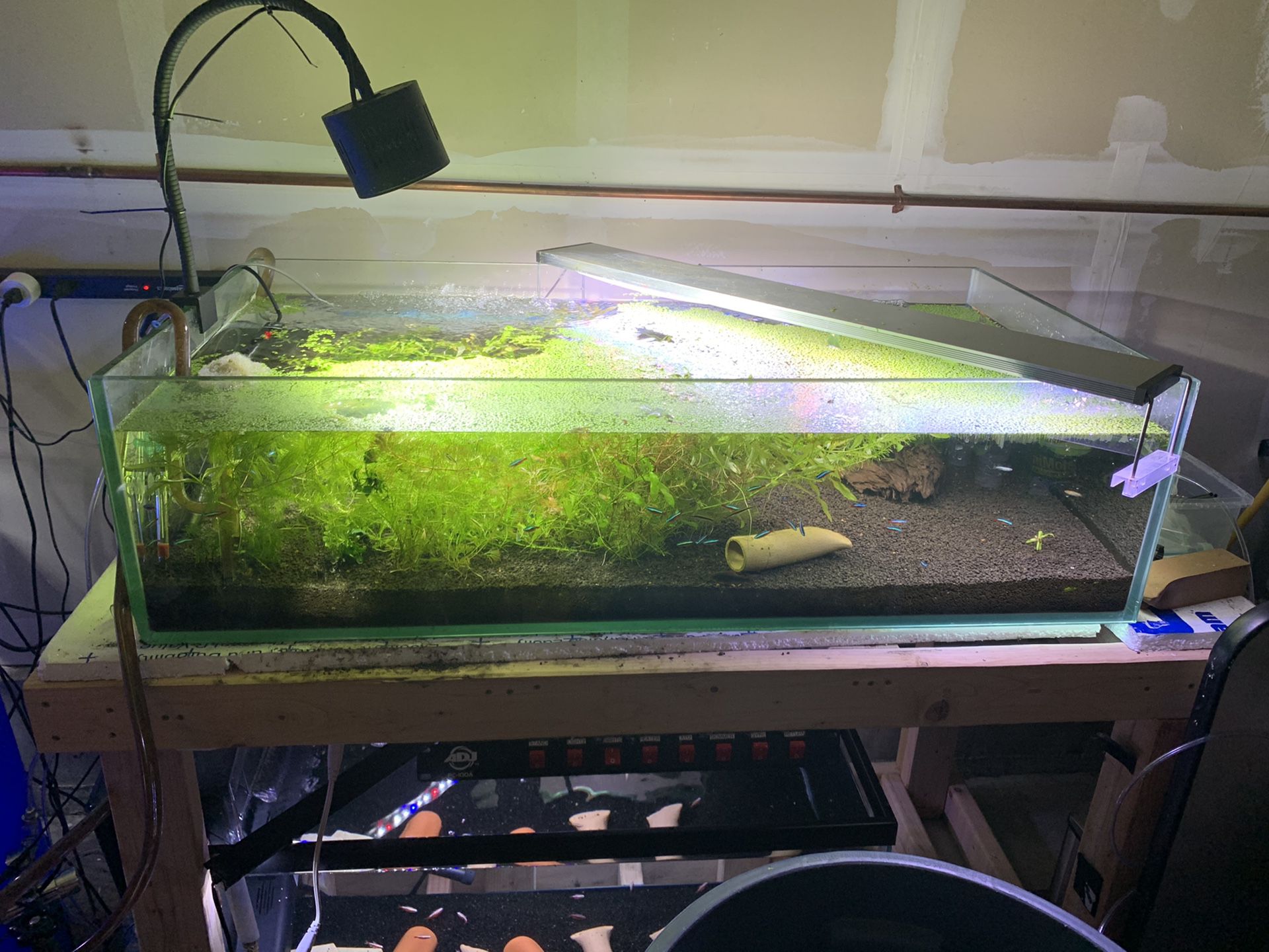 55 gallon shallow planted aquarium
