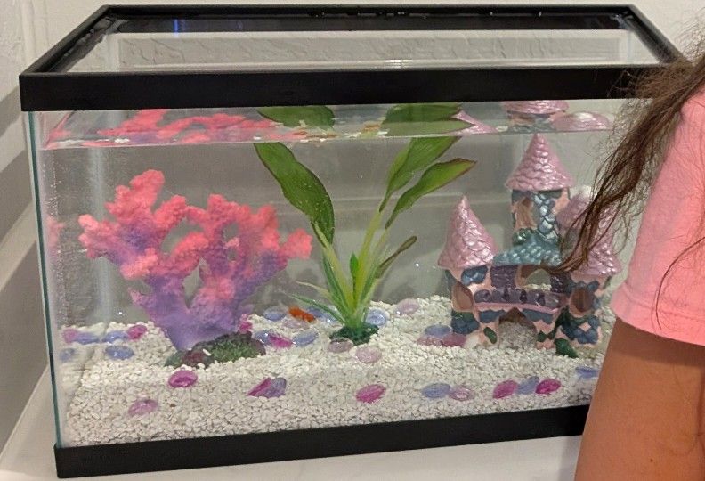 Fish Tank, Decorations, New Rocks