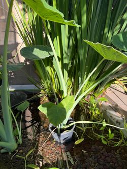Elephant Ear - Bac Ha Plant