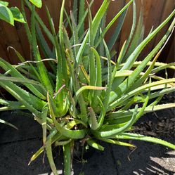 Aloe Verá Plant (Sabina) FREE 