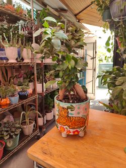 Ginseng Ficus Bonsai Tree
