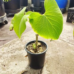 Mexican pepperleaf (Piper auritum) or Rootbeer plant.
(Cây Xá xị)