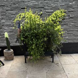 PLANTER FOR SALE W/ PLANT SUCCULENTS