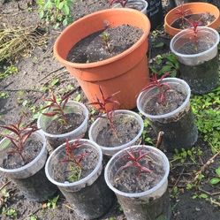 Tengo Arbolitos De Durazno Prisco 