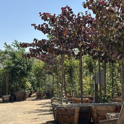 Redbud Cercis Forest Pansy 24”box 