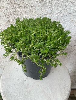 1.5 Gallon Pot of Succulent Plant - Sedum Acre - Gold Moss - Rooted & Established Plant - Drought Resistant - 🪴