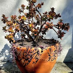 **BEAUTIFUL ENTIRE POTTED PLANT** Jade & Ruby Necklace Succulents w/HUGE Clay Pot