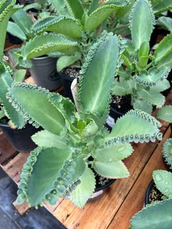 Mother of Thousands (Kalanchoe)
