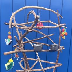 African Grey - Amazon Parrot Perch Tree… Lots Of Play Time For Mr Feathers !! Hard Durable Ribbon Wood 🪵