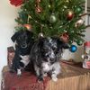 Bella & Dasch