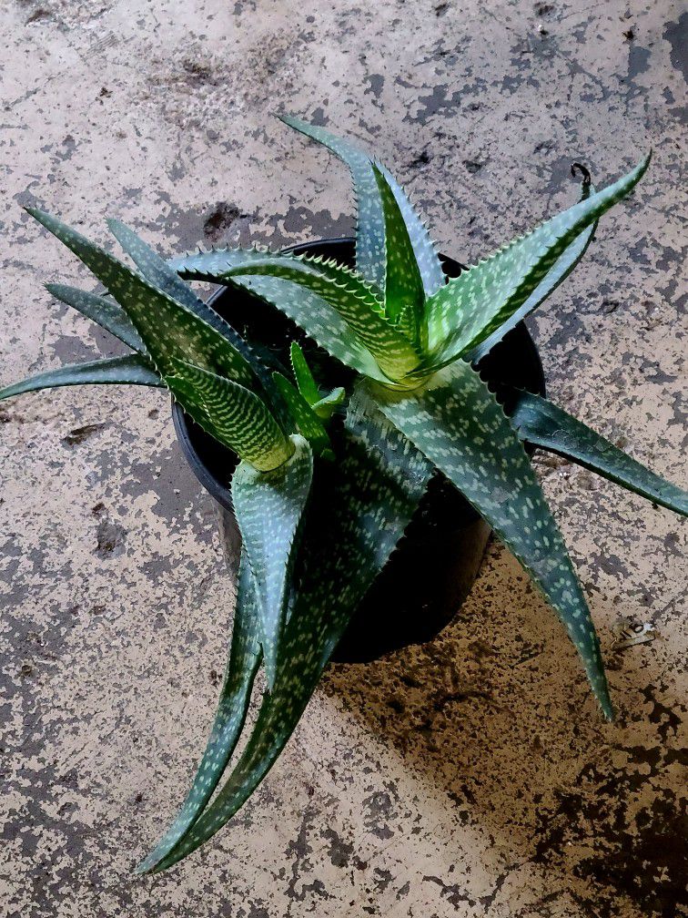 Aloe Plants $15