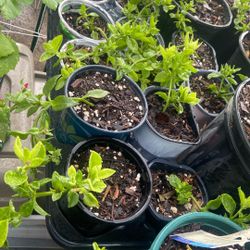 Baby Sun Rose Plants