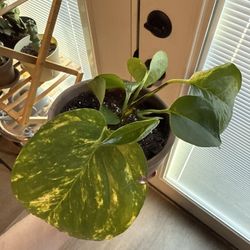 Pothos And Terracotta Pot