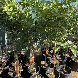 Mandarín Daisy Trees 5F The Tall From the Ground Up $60 Each Price Firm 