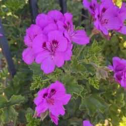 Geranium cuttings
