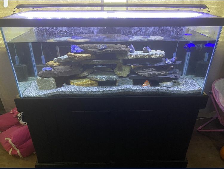 75 Gallon Fish Tank And Stand With Multiple Accessories 